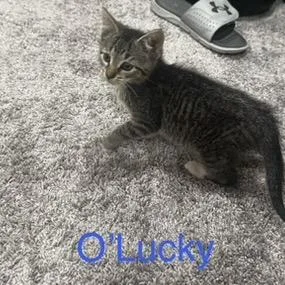 O'Lucky thumbnail 3