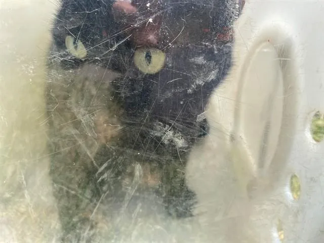 An adult medium-sized male Domestic Short Hair cat named Ace for adoption in Garland, TX
