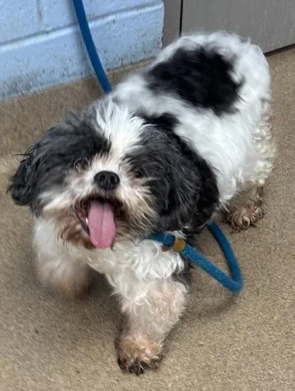 An adult small-sized male Mixed Breed dog named Aristotle for adoption in Chamblee, GA