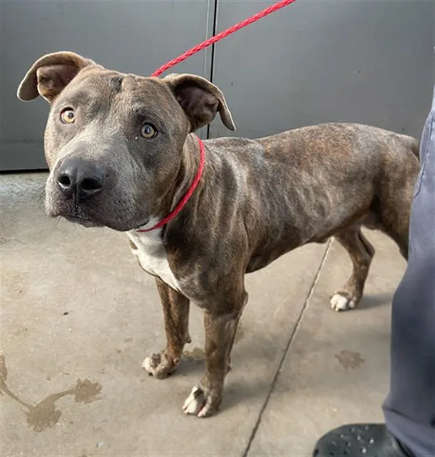 A young large-sized male Mixed Breed dog named Rem for adoption in Dallas, TX