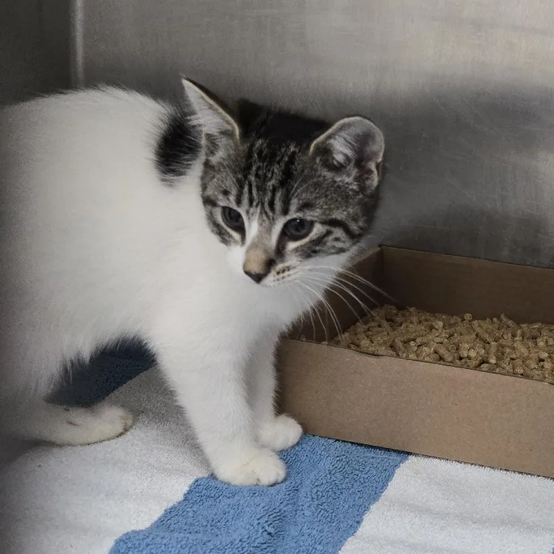 A baby small-sized female Brown / Chocolate Domestic Short Hair cat named Yami for adoption in Newark, NJ