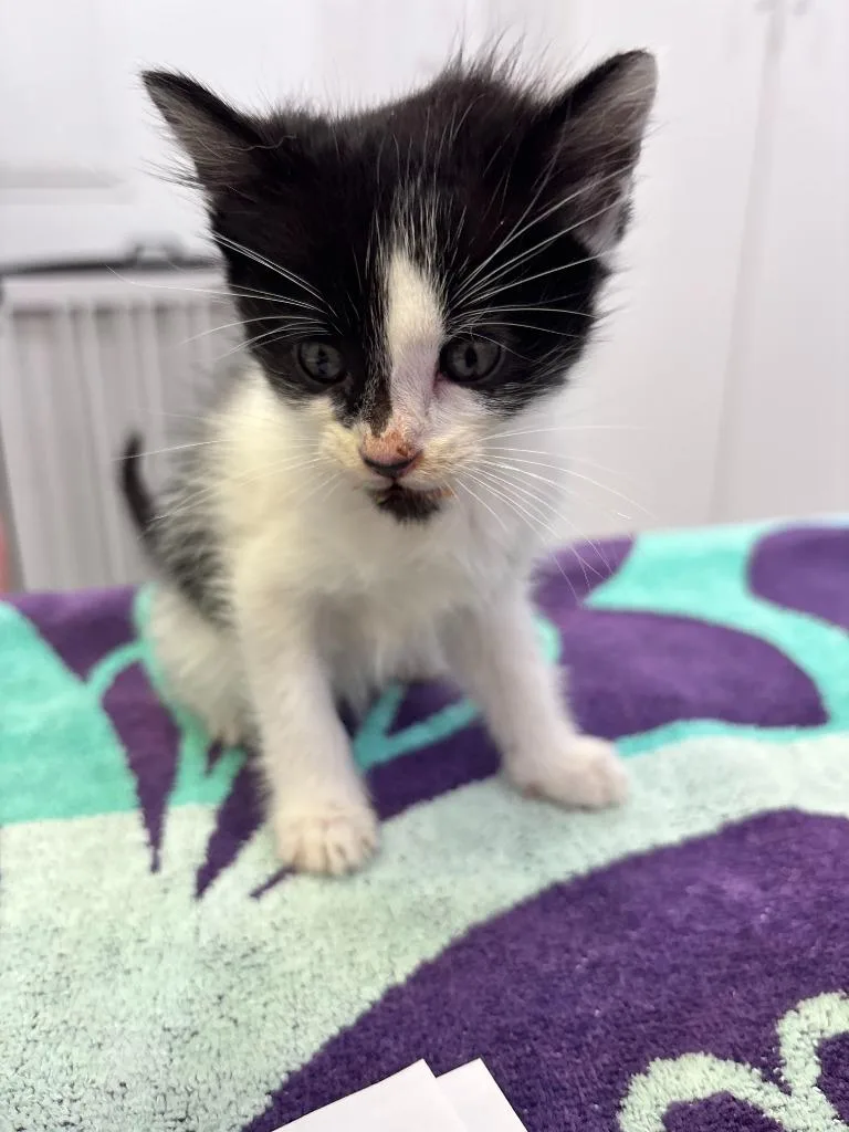 Figaro