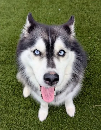 An adult medium-sized female Black Husky dog named Sky for adoption in Hamilton, OH