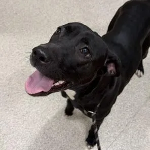 A young medium-sized female Black Mixed Breed dog named Rebel for adoption in Ballston Spa, NY