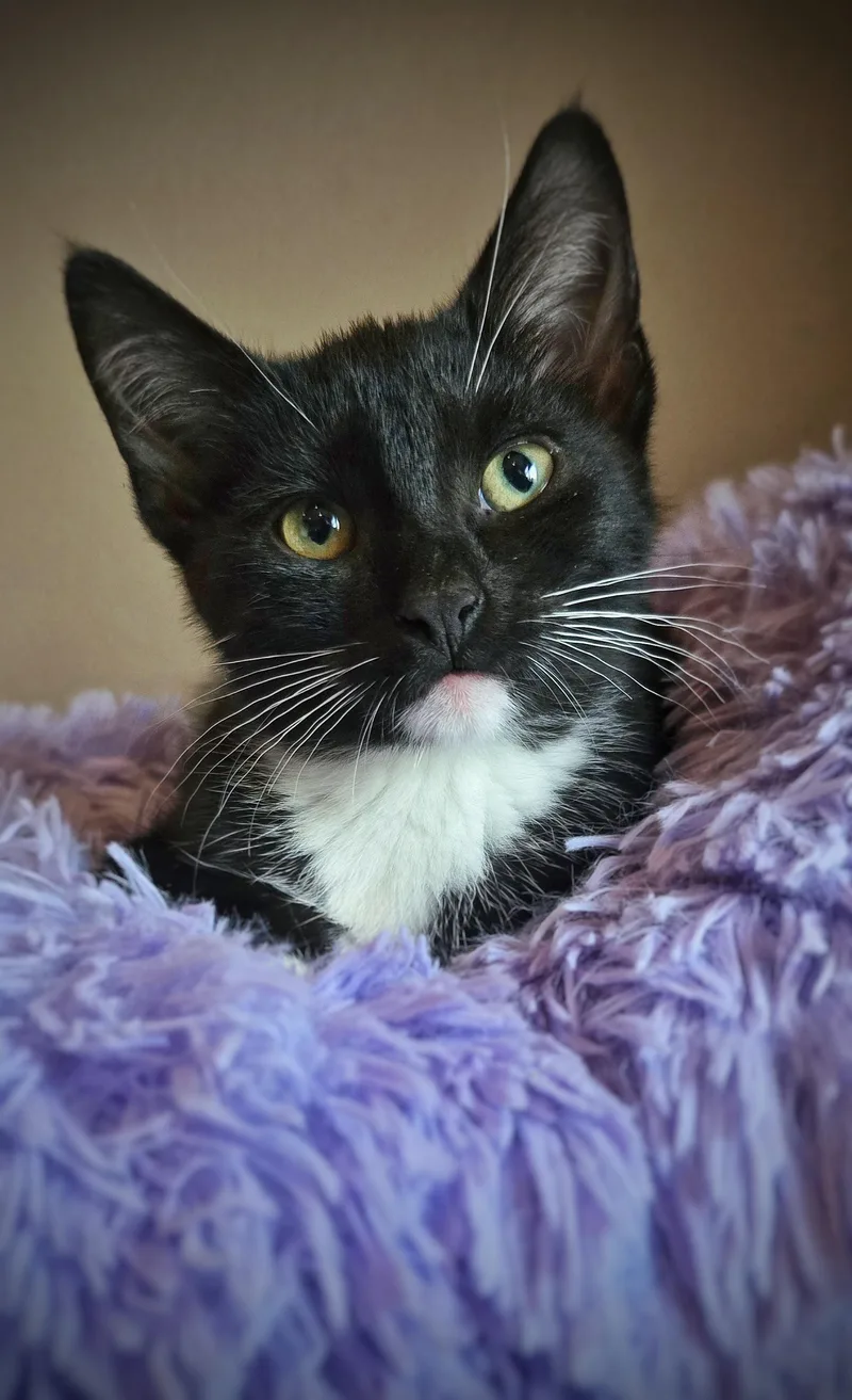 A baby small-sized female Domestic Short Hair cat named Funnel Cake for adoption in BREINIGSVILLE, PA
