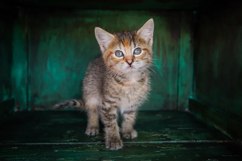 A young medium-sized female Tabby (Brown / Chocolate) Domestic Short Hair cat named Blossom for adoption in San Antonio, TX
