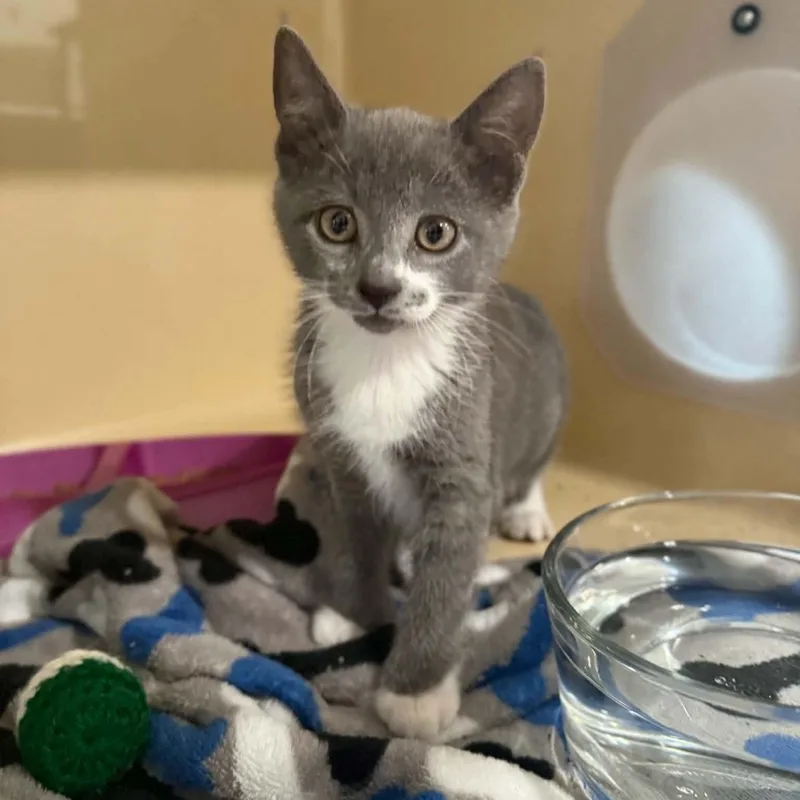 A baby medium-sized female Gray / Blue / Silver Domestic Short Hair cat named Malta for adoption in Penn Yan, NY