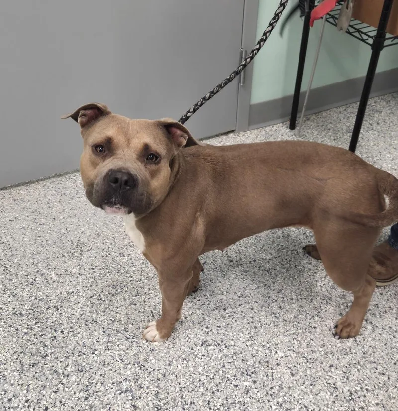 A young large-sized female Terrier dog named Roxanne for adoption in Athens, TN
