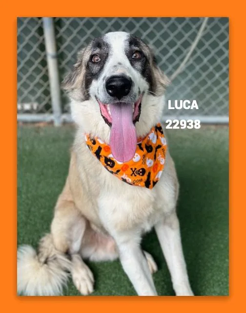 A young large-sized male Tricolor (Brown, Black, & White) Great Pyrenees dog named Luca for adoption in Marietta, GA