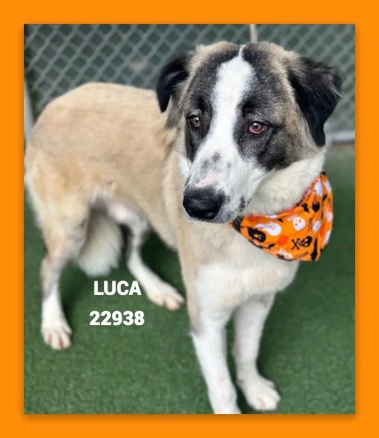 Luca thumbnail 2