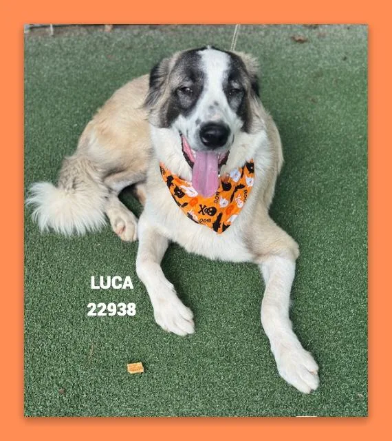 Luca thumbnail 3
