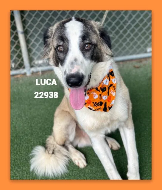 Luca thumbnail 4