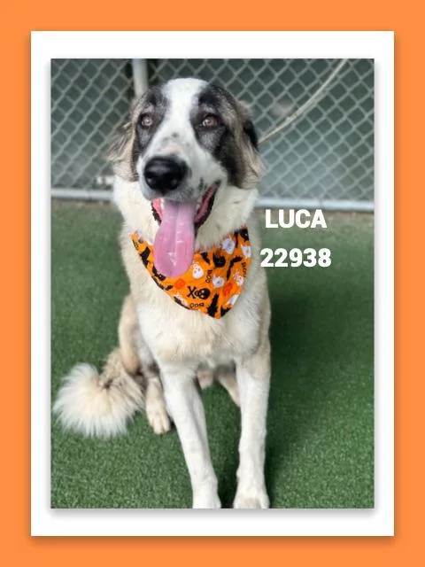 Luca thumbnail 5