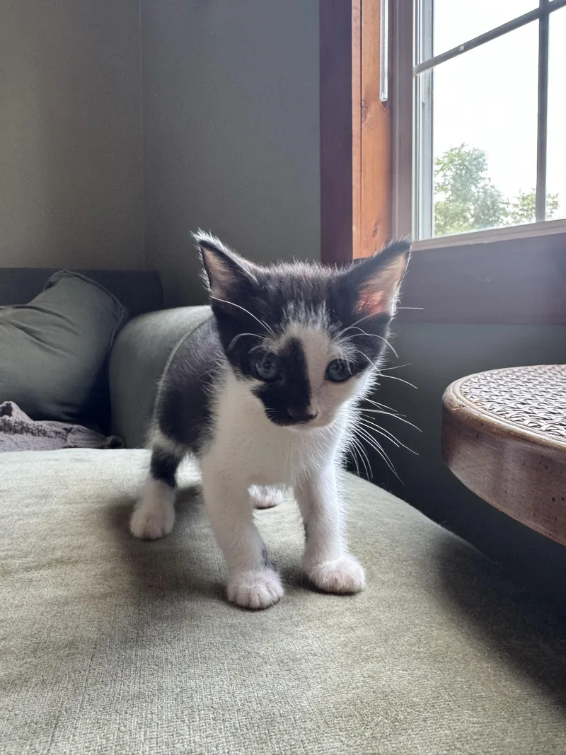 A baby medium-sized male Black & White / Tuxedo Domestic Medium Hair cat named Georgie for adoption in Hickory, NC