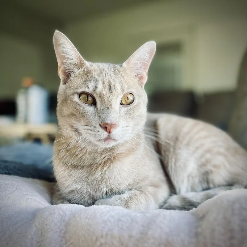 An adult large-sized male Buff / Tan / Fawn Domestic Short Hair cat named Trevor for adoption in Fort Worth, TX