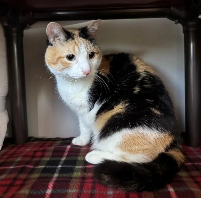 Suzie
