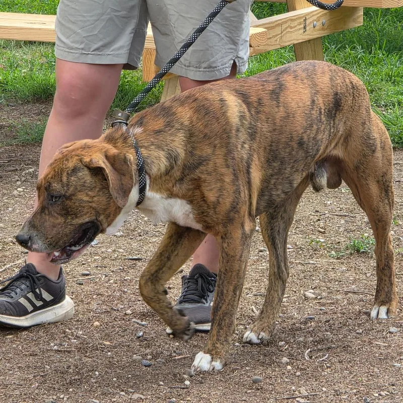 A young large-sized male Brindle Mixed Breed dog named Dwight for adoption in Huntington, WV