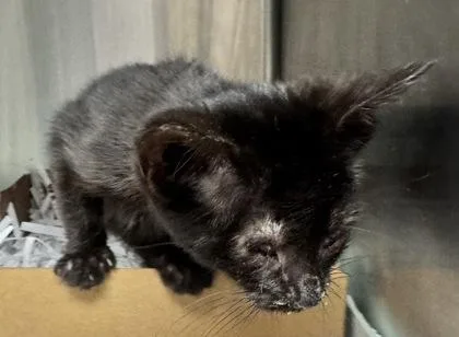 A baby small-sized female Domestic Short Hair cat named Echo for adoption in West Chester, PA