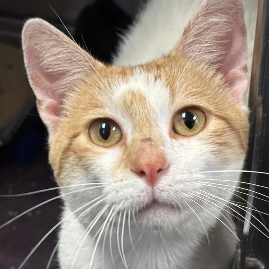 An adult medium-sized male White Domestic Short Hair cat named Cat Bagans for adoption in Davenport, IA