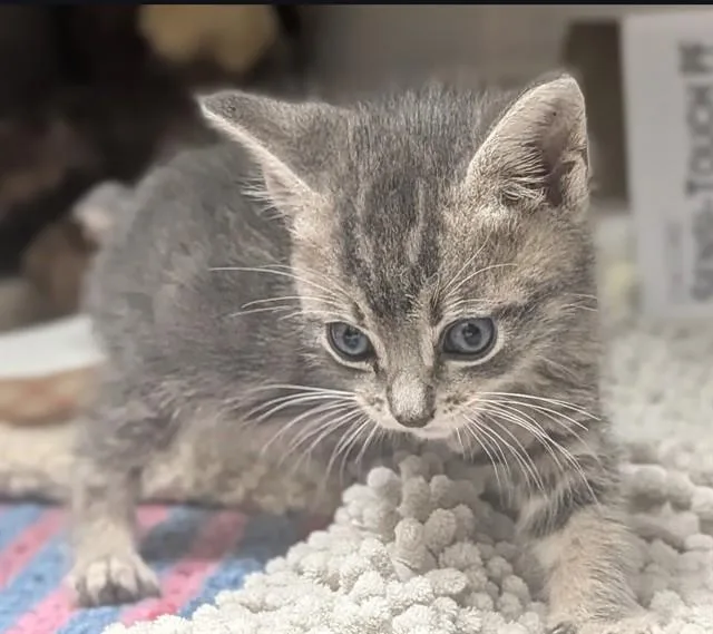 A baby small-sized male Domestic Short Hair cat named River for adoption in Fort Lauderdale, FL