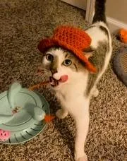 A young medium-sized male Gray & White Domestic Short Hair cat named Sully for adoption in Charlotte, NC
