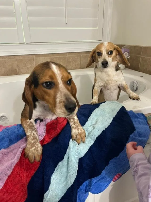 A young small-sized female Tricolor (Brown, Black, & White) Beagle dog named Bubbles for adoption in Williamsburg, VA