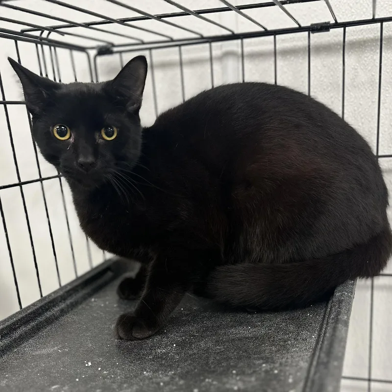 A young medium-sized male Black Domestic Short Hair cat named Cricket for adoption in Youngstown, OH