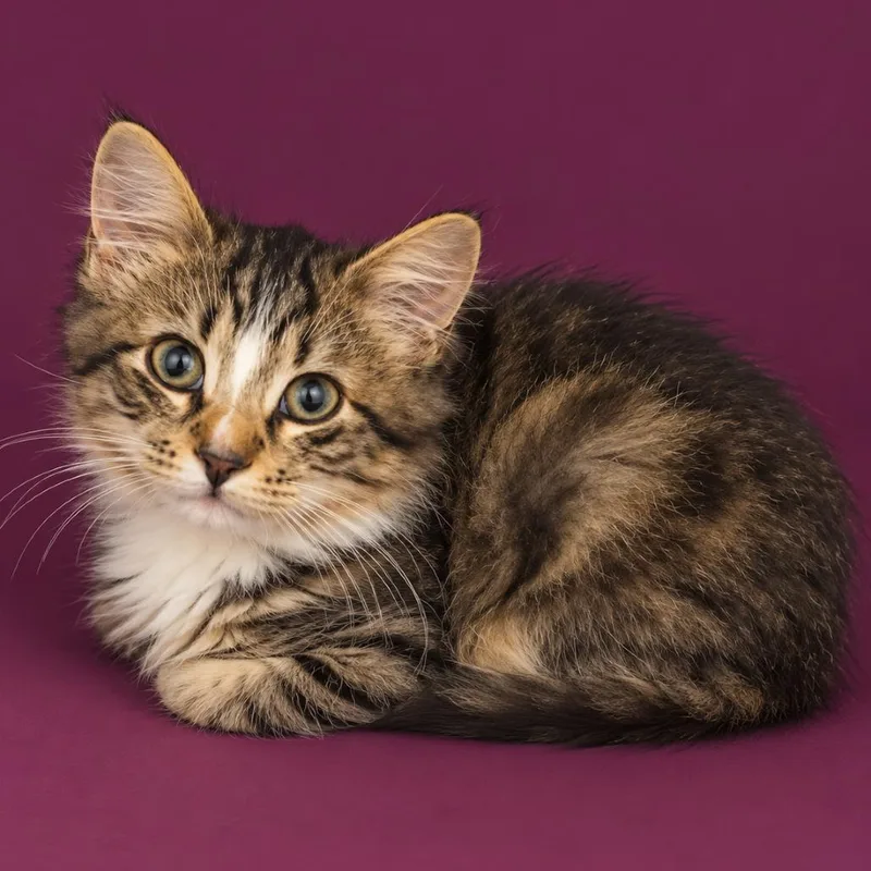 A baby small-sized female Brown / Chocolate Domestic Short Hair cat named CABStray for adoption in Concord, NC