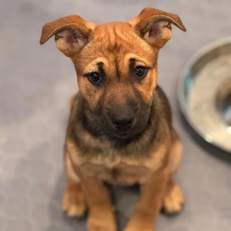 A baby medium-sized female Brown / Chocolate Mixed Breed dog named Fry for adoption in Rockville, MD