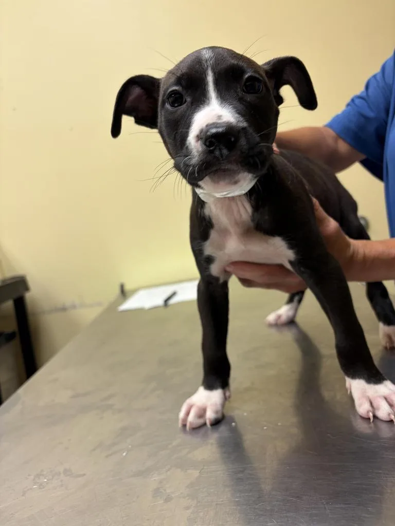 A baby medium-sized female Mixed Breed dog named Ma for adoption in Florence, SC