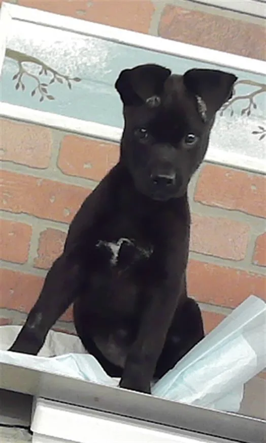 A baby small-sized female Staffordshire Bull Terrier dog named Tango for adoption in Houston, TX