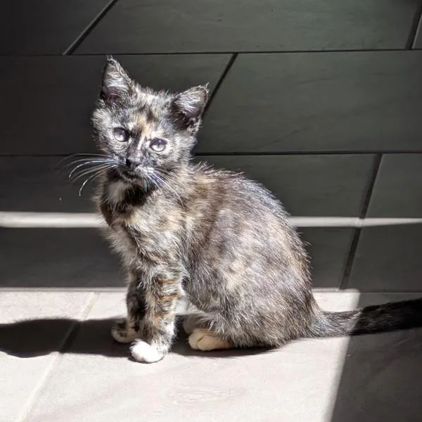 A baby small-sized female Domestic Short Hair cat named Marisol for adoption in Oakland, CA