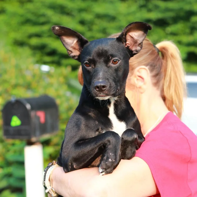 A young small-sized female Black Rat Terrier dog named CT Bella Boo lbs for adoption in Eastford, CT