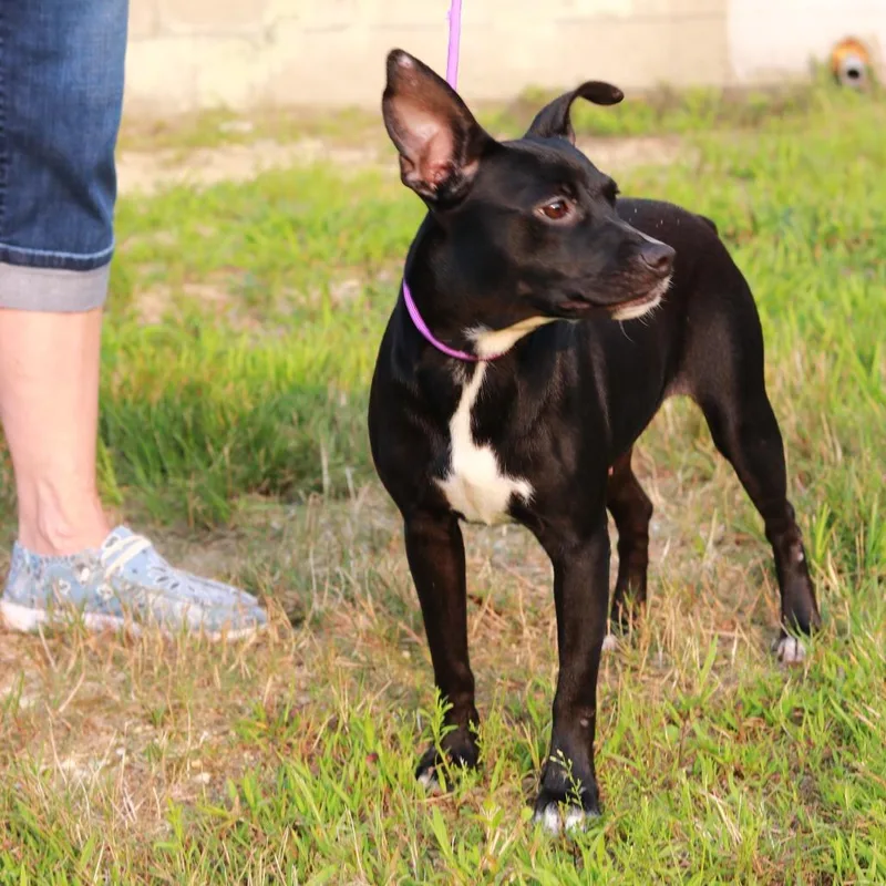 CT Bella Boo lbs thumbnail 2