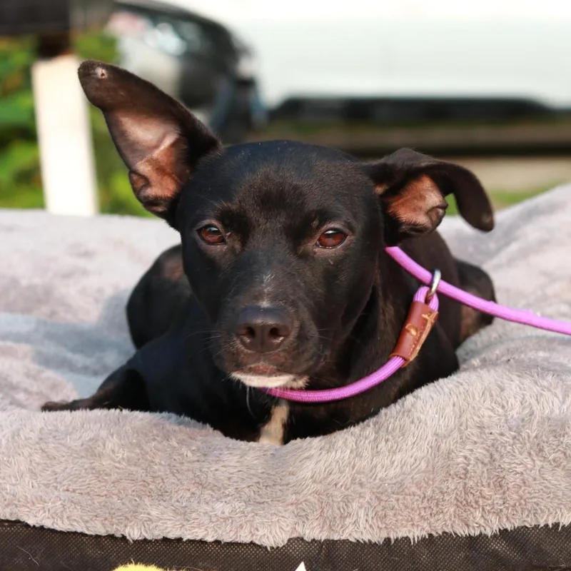 CT Bella Boo lbs thumbnail 4