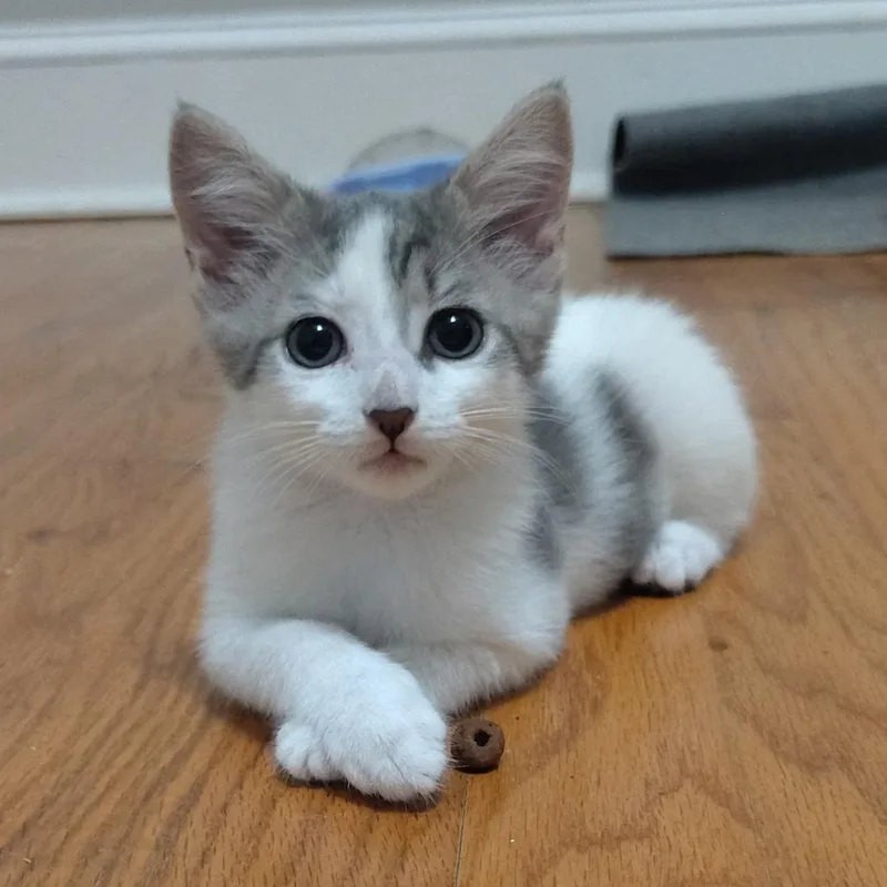 A baby small-sized female Domestic Short Hair cat named Juniper for adoption in Cumming, GA