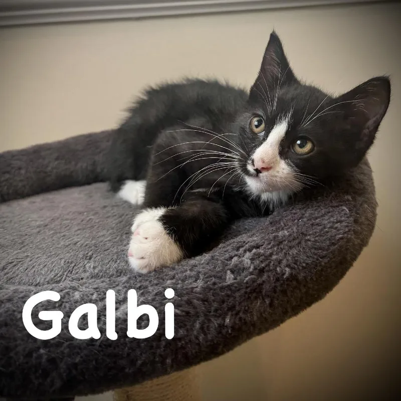 Galbi thumbnail 2