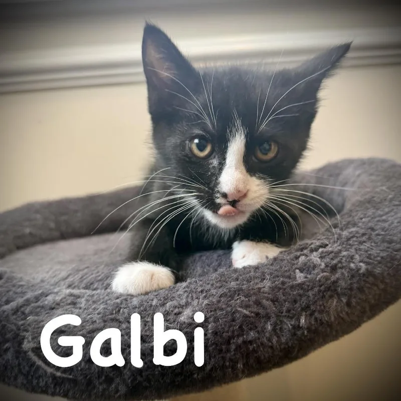 Galbi thumbnail 3