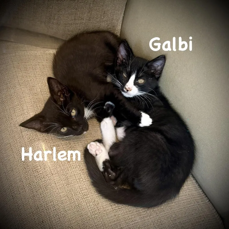 Galbi thumbnail 5
