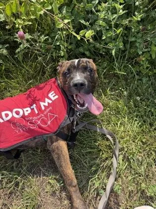 An adult large-sized male Mixed Breed dog named Klifford for adoption in West Chester, PA