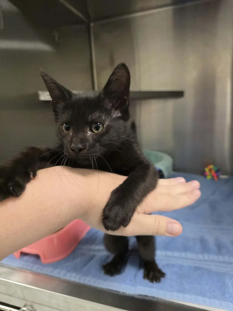 A baby medium-sized female Black Domestic Short Hair cat named Velcro for adoption in Umatilla, FL
