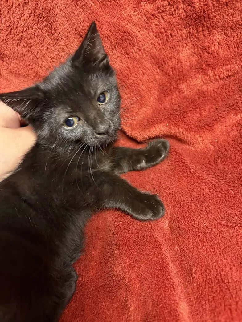 A baby medium-sized female Black Domestic Short Hair cat named Moolah for adoption in Greensboro, NC