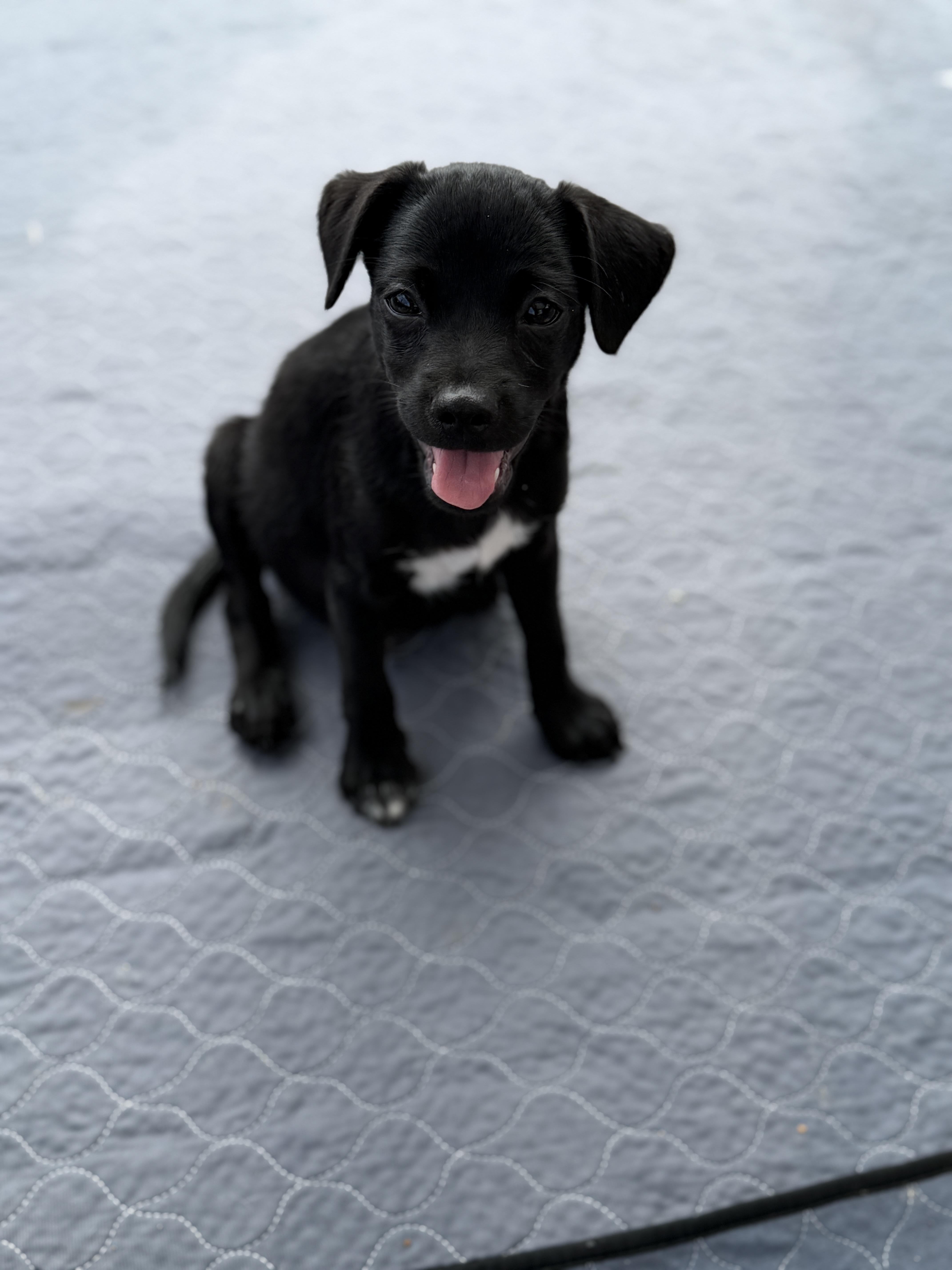 A baby medium-sized male Beagle dog named Rye for adoption in San Diego, CA