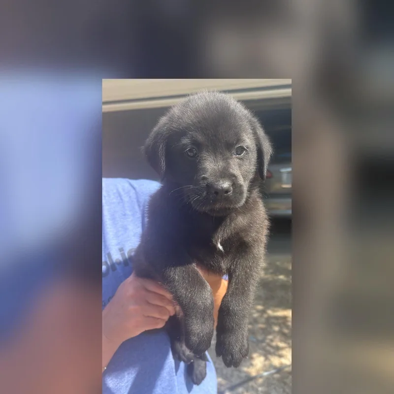 A baby medium-sized male Black Labrador Retriever dog named Hershey for adoption in Cordova, TN