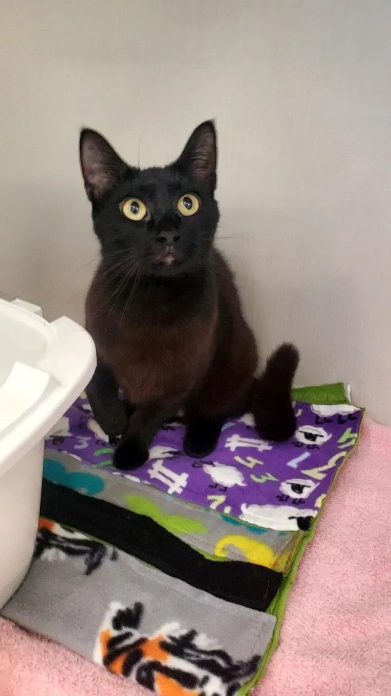 A young medium-sized female Black Domestic Short Hair cat named Pasta for adoption in Hutchinson, MN