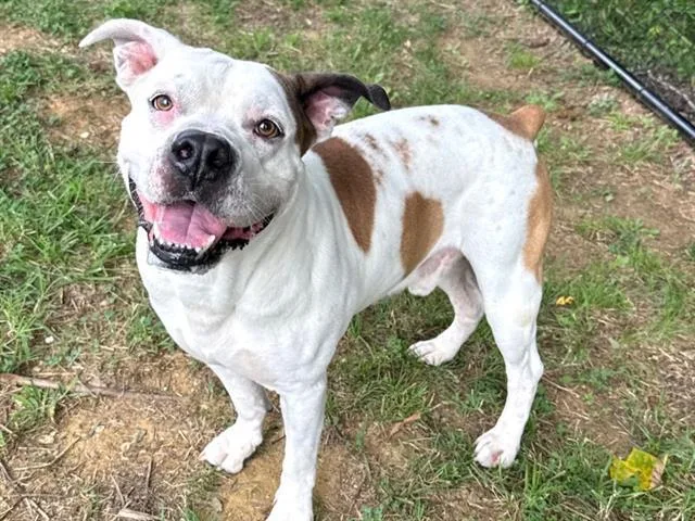 A young large-sized male Bull Terrier dog named Russet for adoption in Haw River, NC