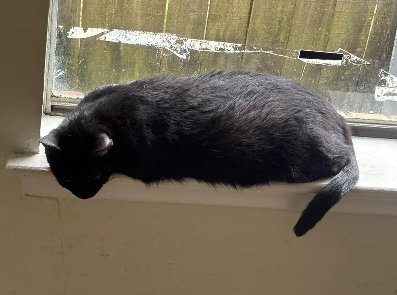 An adult medium-sized female Domestic Short Hair cat named Pantera for adoption in New Orleans, LA