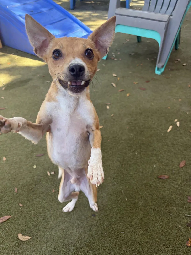 A young small-sized male Rat Terrier dog named Walker for adoption in Orlando, FL