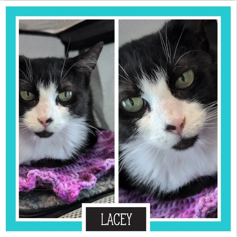 Lacey