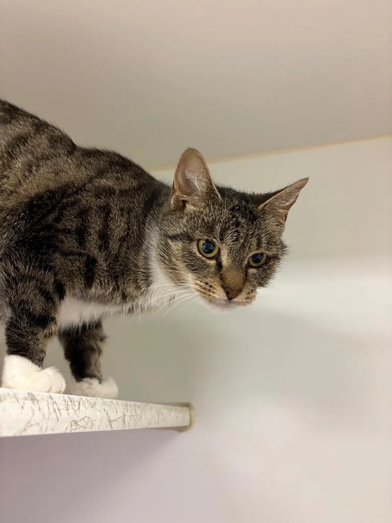 A young medium-sized female Domestic Short Hair cat named Penny for adoption in Johnson City, TN
